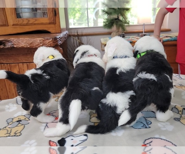 Medium Photo #5 Sheepadoodle Puppy For Sale in GOLDEN CITY, MO, USA