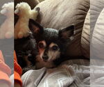 Small #4 Chihuahua