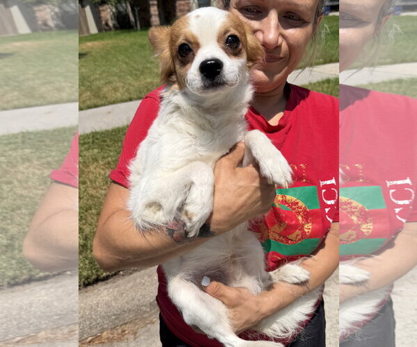 Medium Photo #2 Chion Puppy For Sale in The Woodlands, TX, USA