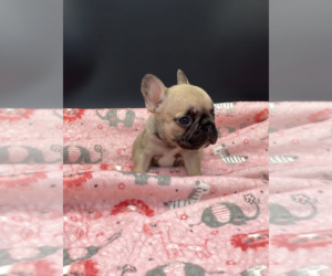 French Bulldog Puppy for sale in LOS ANGELES, CA, USA