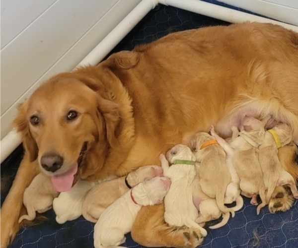 Medium Photo #1 Golden Retriever Puppy For Sale in SPARTA, NC, USA