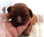 Small #5 Cavalier King Charles Spaniel