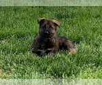 Small Photo #5 German Shepherd Dog Puppy For Sale in FALMOUTH, VA, USA