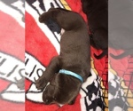 Small Photo #21 Labrador Retriever Puppy For Sale in CLEARWATER, FL, USA