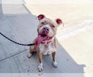 TRUCKSTOP - Male Mutt Dog for Adoption - Photo #4