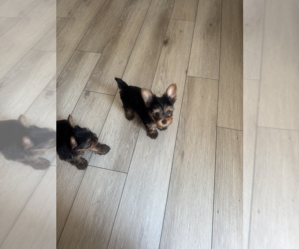 Medium Photo #2 Yorkshire Terrier Puppy For Sale in LA PLATA, MD, USA
