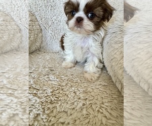 Shih Tzu Puppy for sale in LAS VEGAS, NV, USA