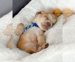 Small #4 Chihuahua Mix