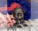 Small Photo #10 French Bulldog Puppy For Sale in MIMS, FL, USA