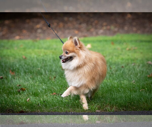 Medium Photo #8 Pomeranian Puppy For Sale in Arlington, VA, USA