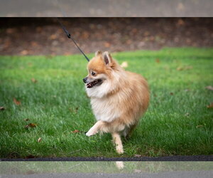 Davis - Male Pomeranian Dog for Adoption - Photo #8