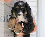 Gizmo - Male Bernedoodle (Miniature) Puppy for Sale - Photo #4
