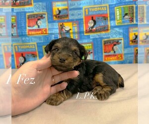 Yorkshire Terrier Puppy for sale in WINNSBORO, LA, USA