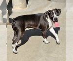 Small #5 Boston Terrier-Boxer Mix