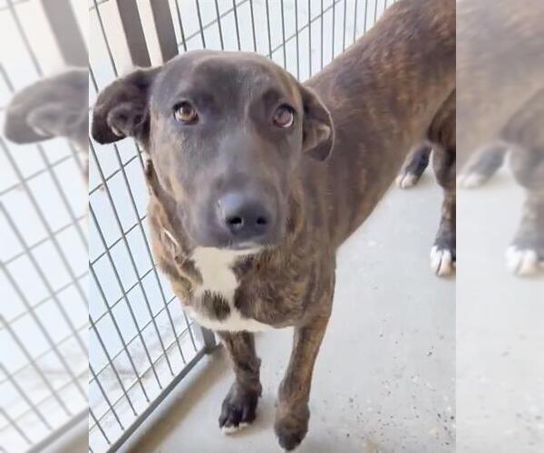 Medium Photo #2 Mutt Puppy For Sale in Houston, TX, USA