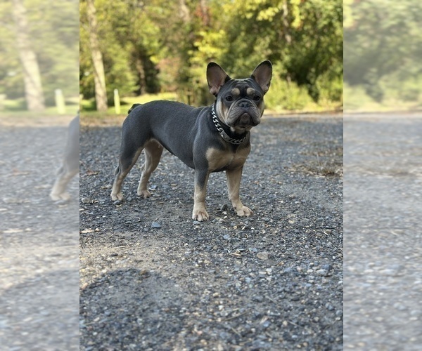 Medium Photo #1 French Bulldog Puppy For Sale in COVINGTON, VA, USA
