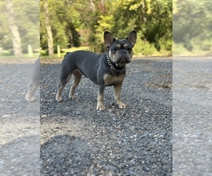 Mother of the French Bulldog puppies born on 03/12/2025