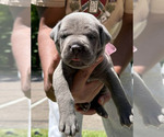 Puppy 5 Cane Corso