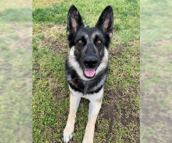 Medium Photo #2 German Shepherd Dog Puppy For Sale in Kansas City, MO, USA