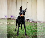 Small Photo #5 Mutt Puppy For Sale in Imlay City, MI, USA