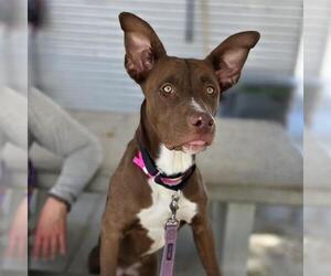 Rhodesian Ridgeback-Unknown Mix Dogs for adoption in Las Vegas, NV, USA
