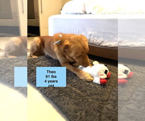 Theo - Male Golden Labrador Dog for Adoption - Photo #3
