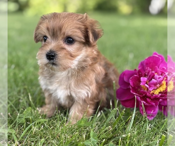 Medium Photo #3 Morkie Puppy For Sale in ROCK STREAM, NY, USA