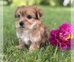 Small #2 Morkie