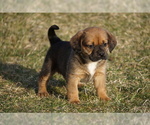 Small Photo #1 Puggle Puppy For Sale in FREDERICKSBG, OH, USA