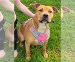 Small American Pit Bull Terrier Mix