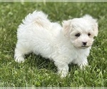 Small #8 Maltese