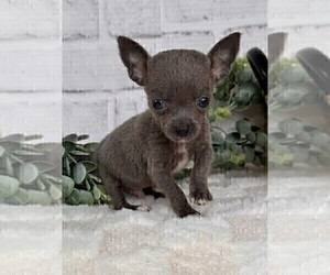 Chihuahua Puppy for sale in MIAMI, FL, USA