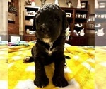 Small Photo #4 Bernedoodle-Labradoodle Mix Puppy For Sale in ELLIJAY, GA, USA