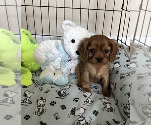 Cavalier King Charles Spaniel Puppy for sale in HARRELLS, NC, USA
