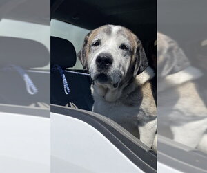 *BARNABY - Male Anatolian Shepherd-Saint Bernard Mix Dog for Adoption - Photo #2