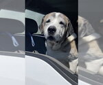 Small #1 Anatolian Shepherd-Saint Bernard Mix