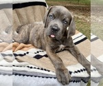 Puppy Sip Cane Corso