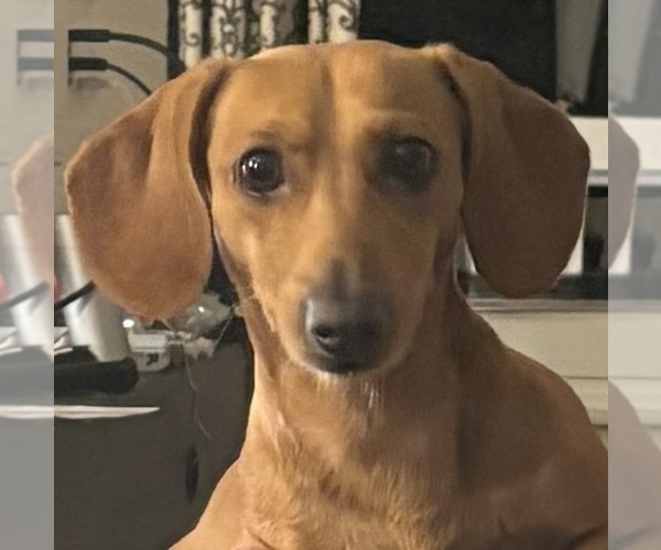 Medium Photo #1 Dachshund Puppy For Sale in CHARLOTTESVILLE, VA, USA
