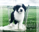 Small Photo #2 Sheepadoodle Puppy For Sale in DADEVILLE, MO, USA