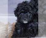Small Photo #2 Pom-A-Poo Puppy For Sale in HENDERSON, NV, USA