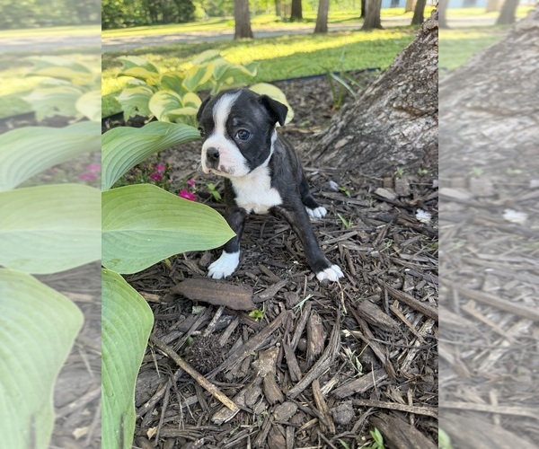 Medium Photo #9 Boston Terrier Puppy For Sale in FREDONIA, KS, USA