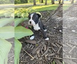 Small #8 Boston Terrier