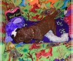 Small Photo #5 Poodle (Standard) Puppy For Sale in CLATSKANIE, OR, USA