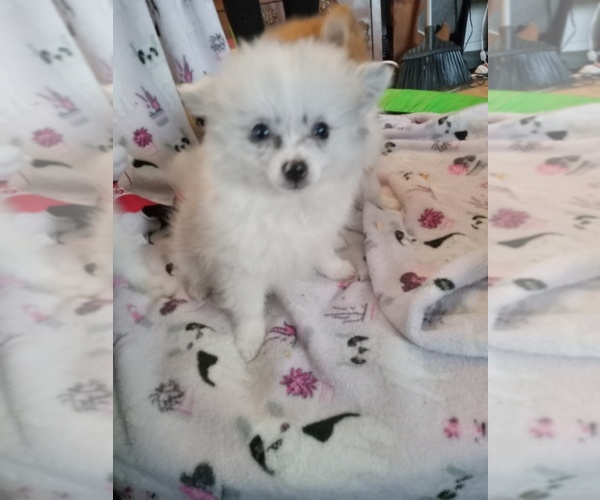 Medium Photo #1 Pomeranian Puppy For Sale in GRAND PRAIRIE, TX, USA