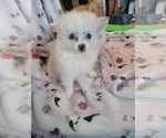 Small Photo #1 Pomeranian Puppy For Sale in GRAND PRAIRIE, TX, USA