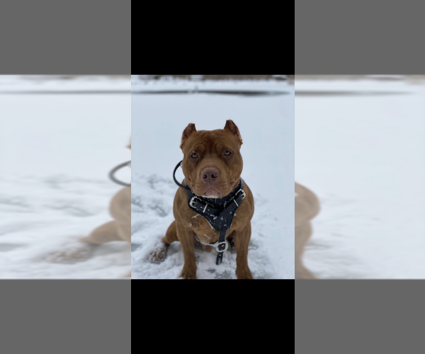 Medium Photo #1 American Bully Puppy For Sale in HILTON, NY, USA