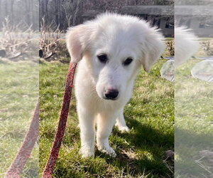 Great Pyrenees-Unknown Mix Dogs for adoption in Croydon, NH, USA