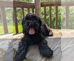 Small Photo #37 Cock-A-Poo Puppy For Sale in SALEM, MO, USA