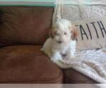 Small #6 Aussie-Poo