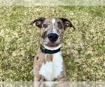 Small #11 Catahoula Leopard Dog Mix
